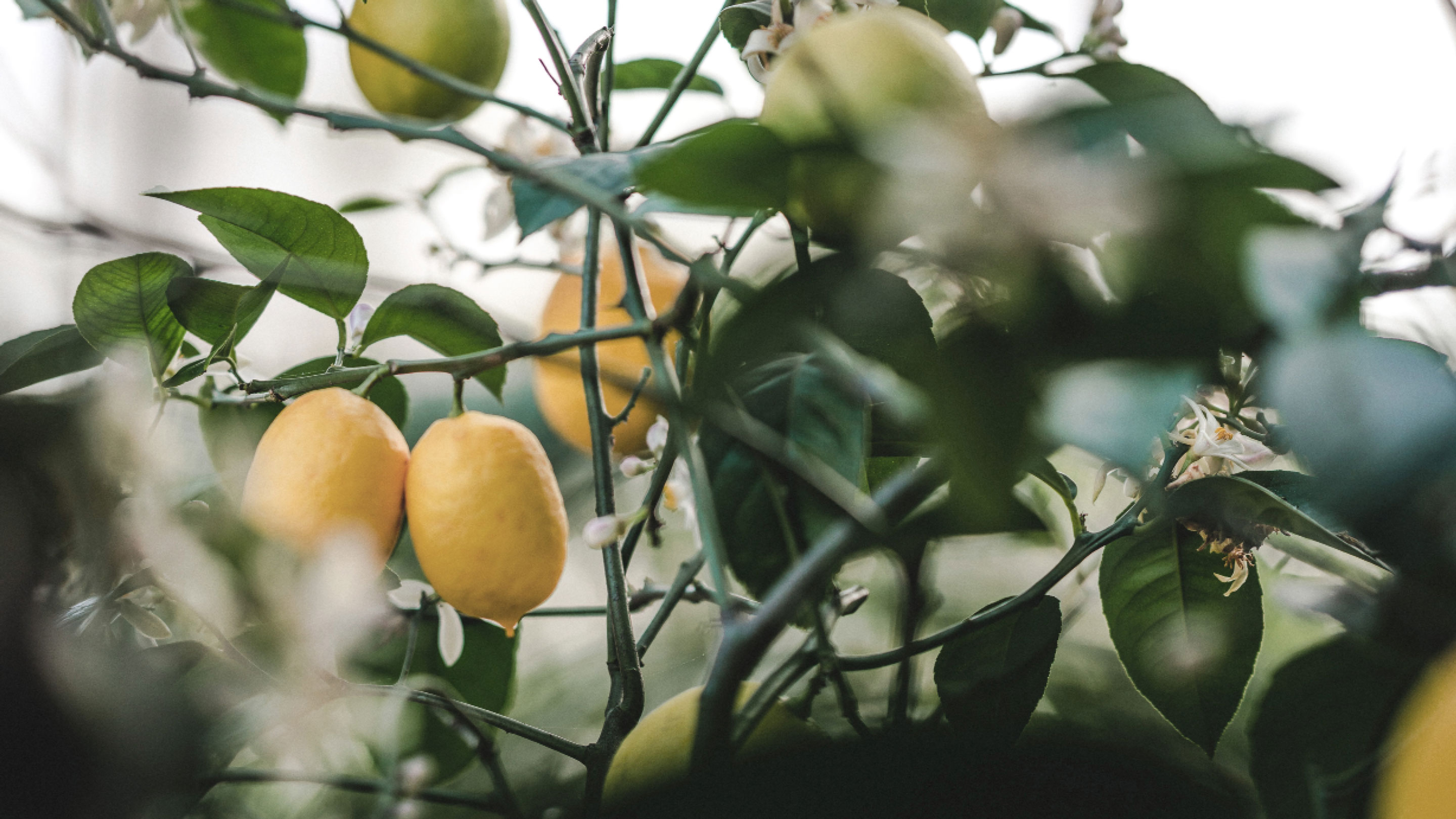 white apple keyboard on white table