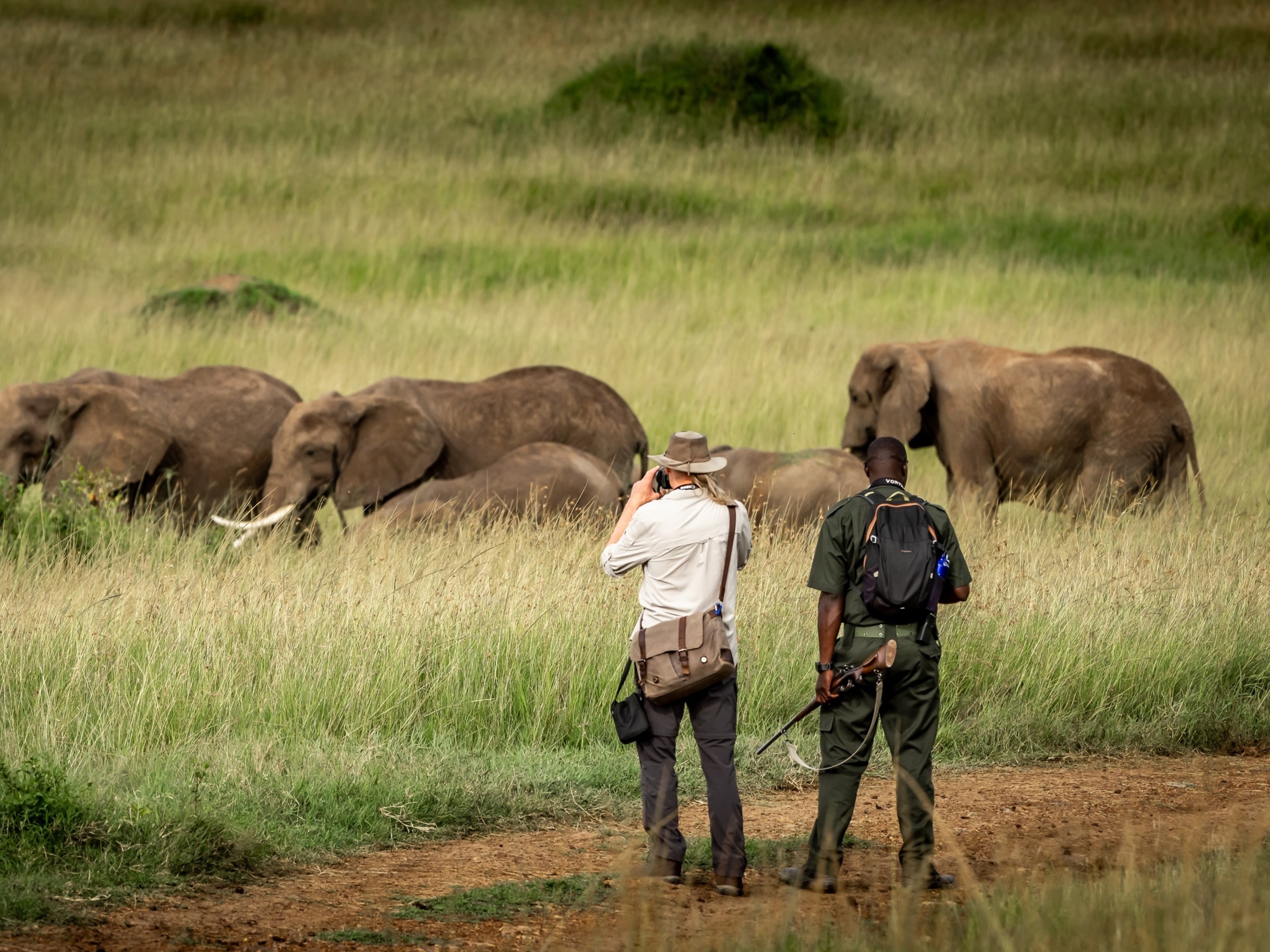 A walking safari with elephant being photographed by Offbeat Ndoto clients in the Maasai Mara North Conservancy, Maasai Mara, Kenya