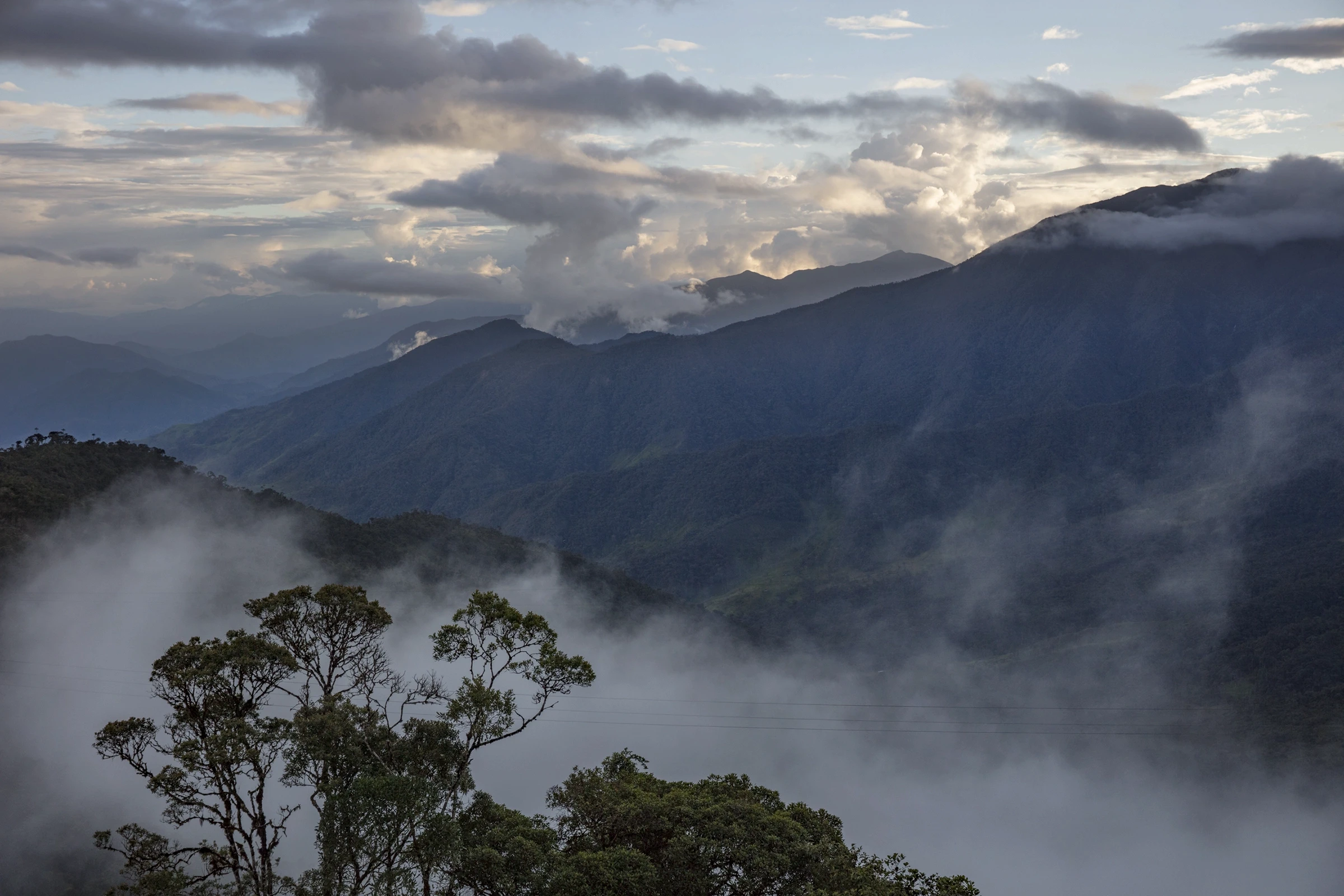 A view into a dense rainforest area