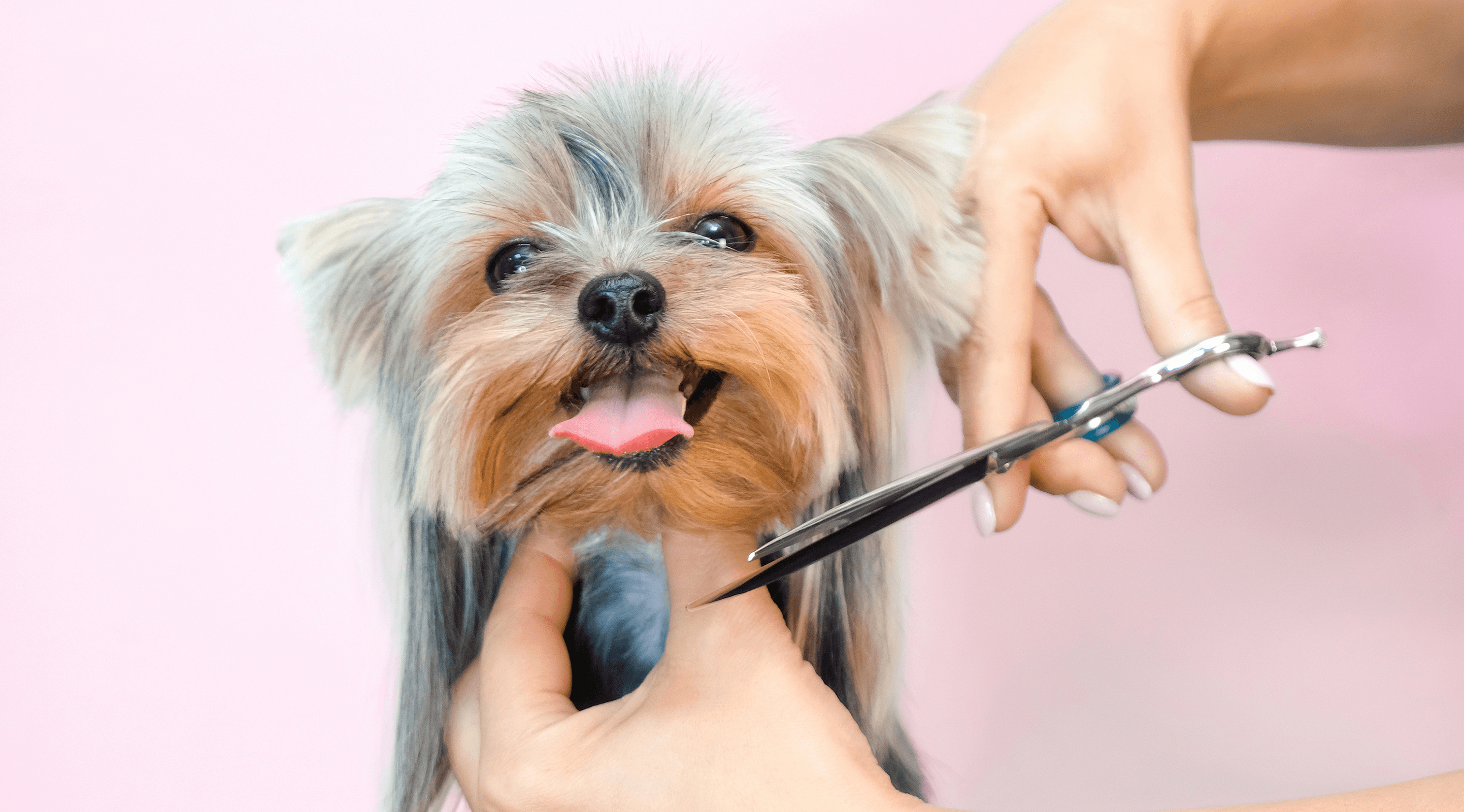 A fluffy Pomeranian dog standing on a grooming table while a groomer in a pink outfit combs its fur, the dog looking happy with its tongue slightly out.