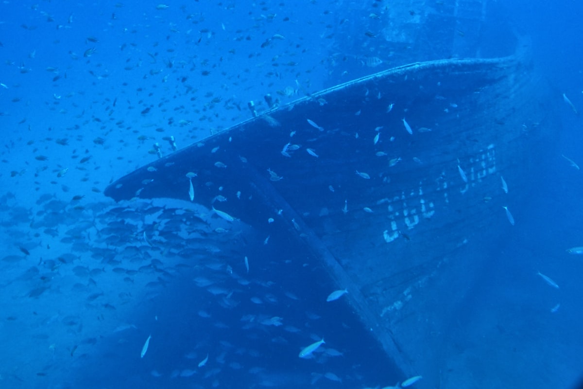Large school of reef fish swimming around the bow of a sunken shipwreck
