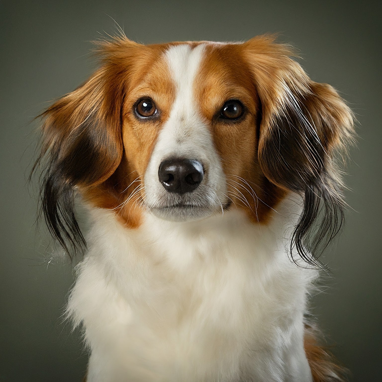 BUDDYUNO, Kooikerhondje