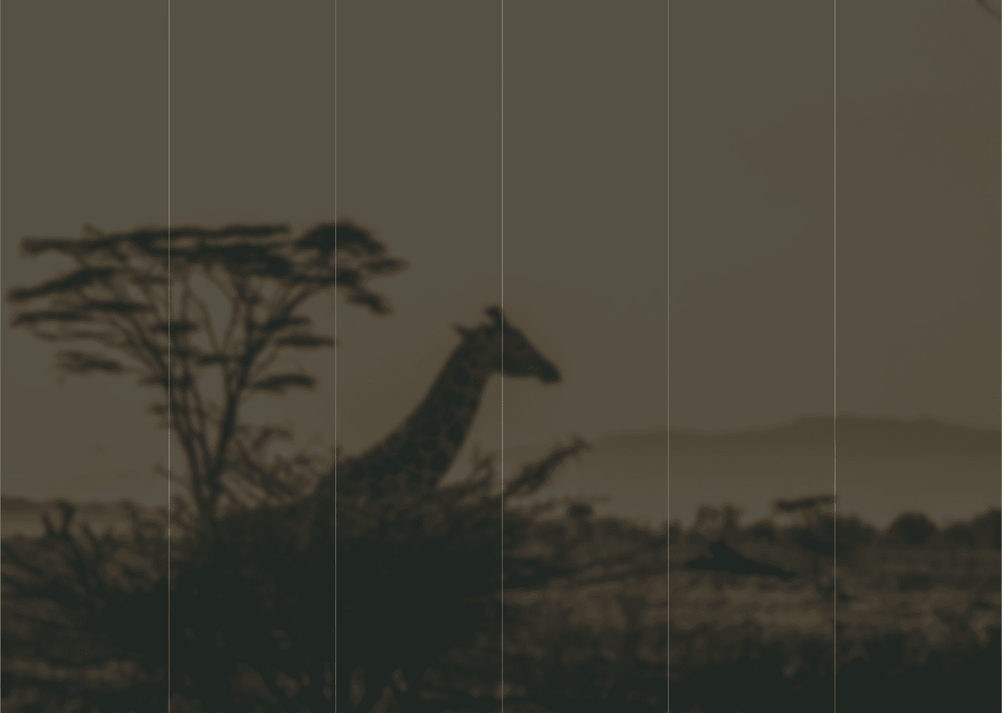 black and white giraffe on brown grass field