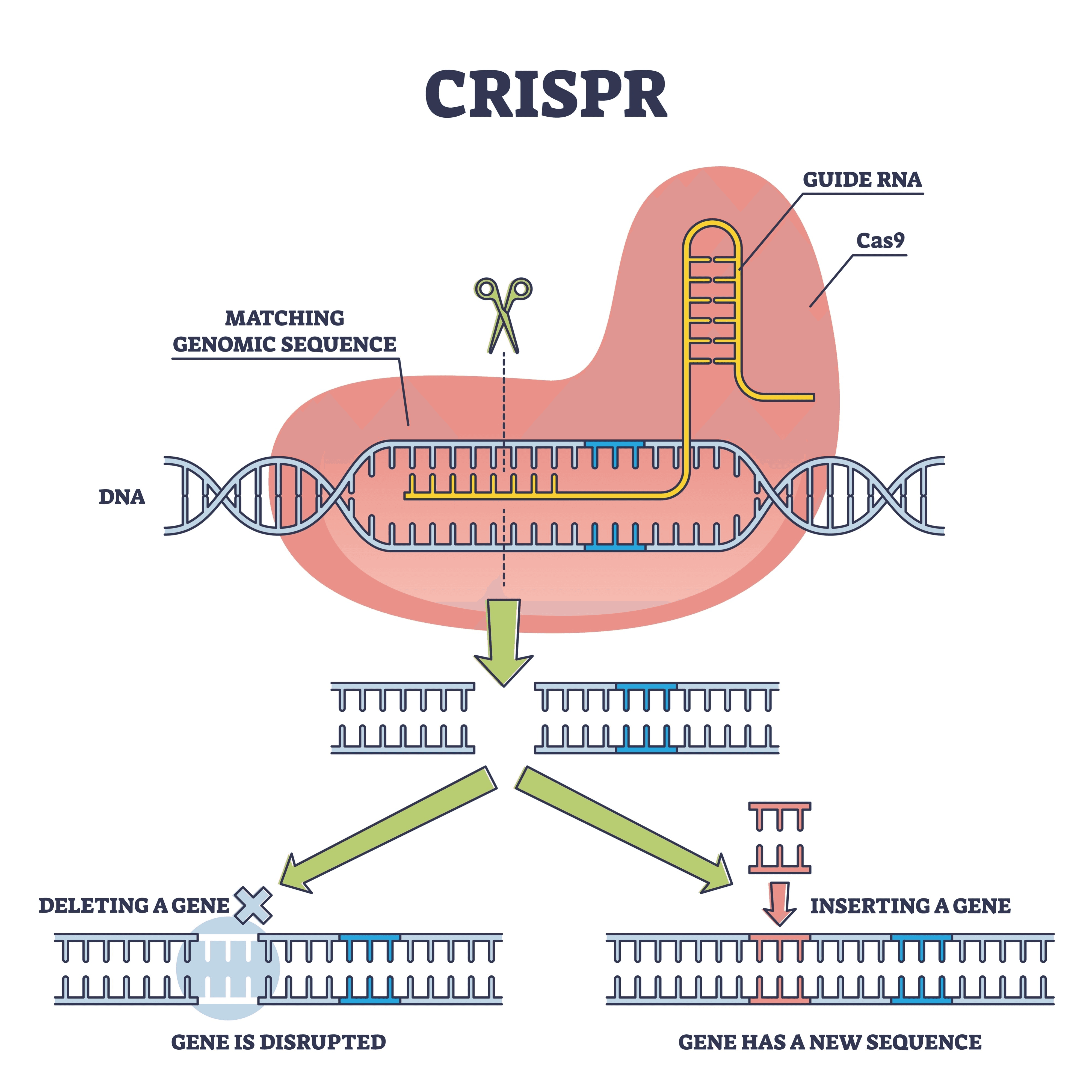 CRISPR diagram
