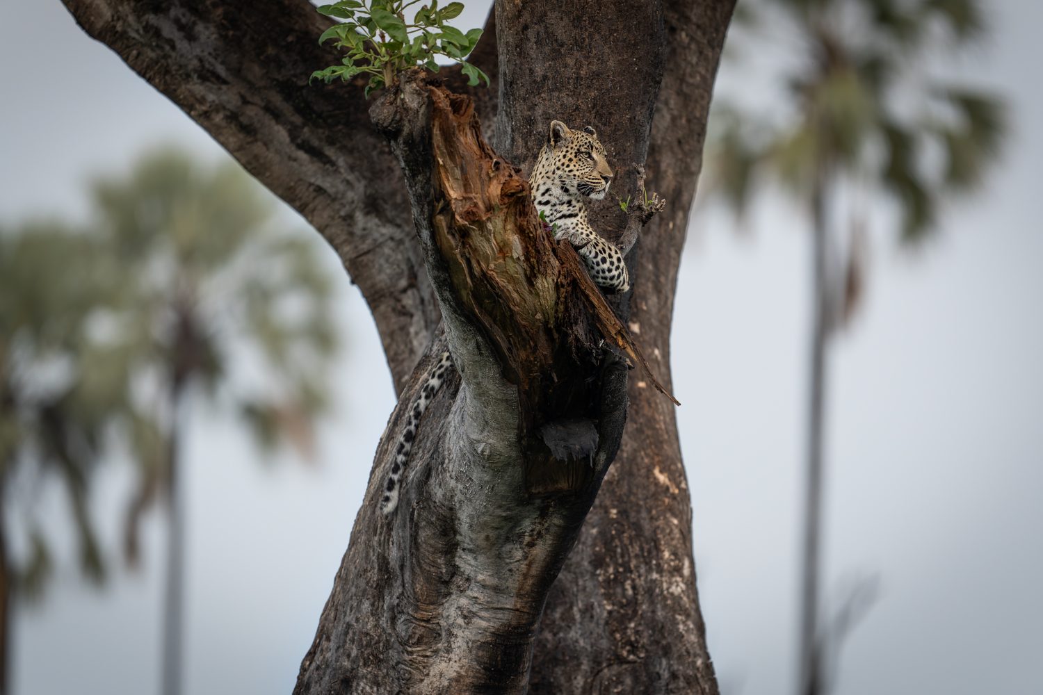 A leopard resting in the fork of a tree among palms