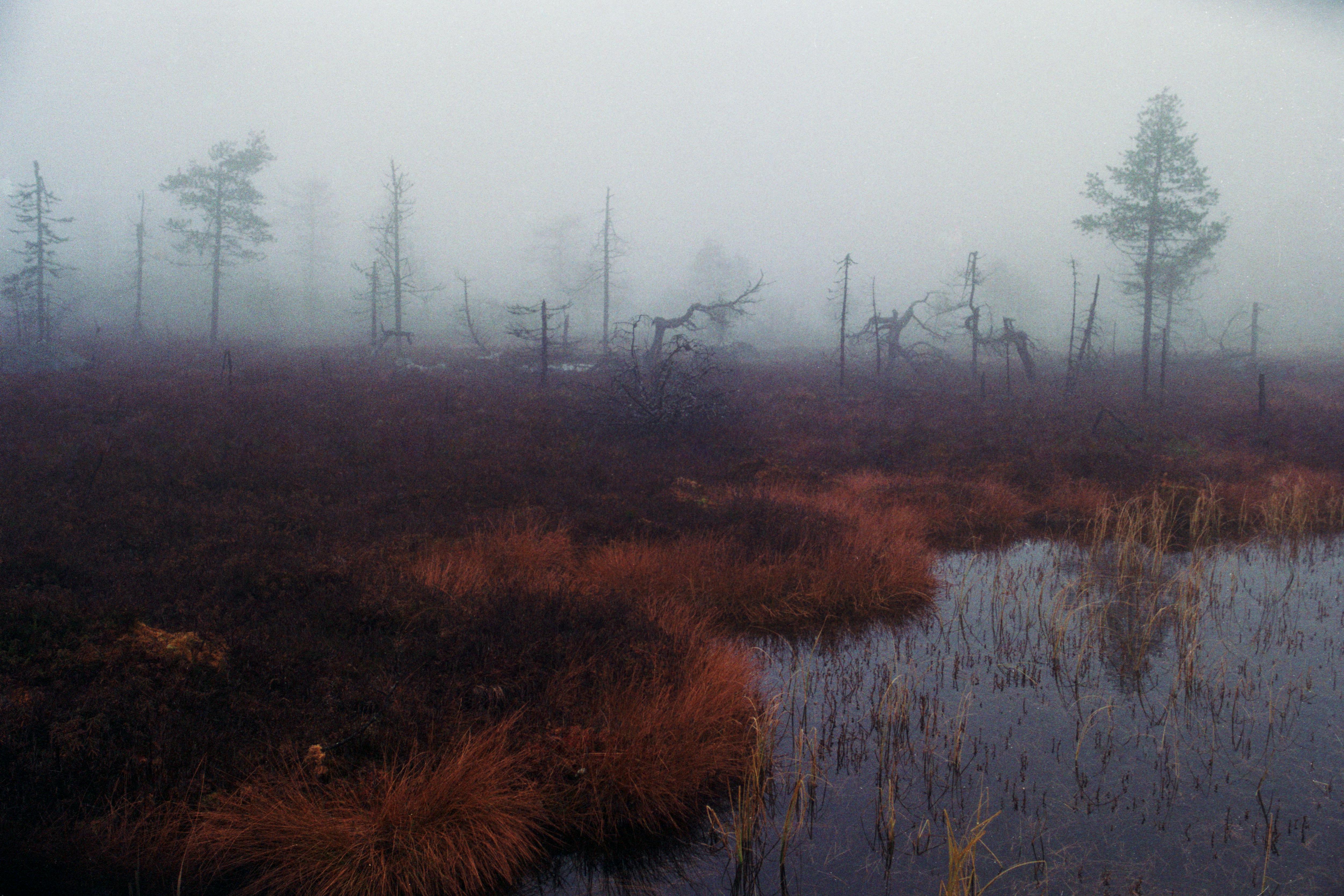 foggy swamp