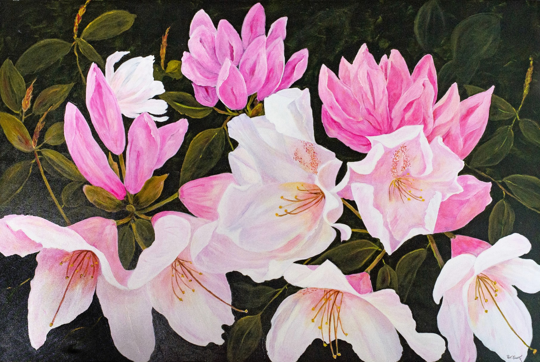 Rhododendron flowers of white and pink fill the canvas, showing off their petals from multiple angles.