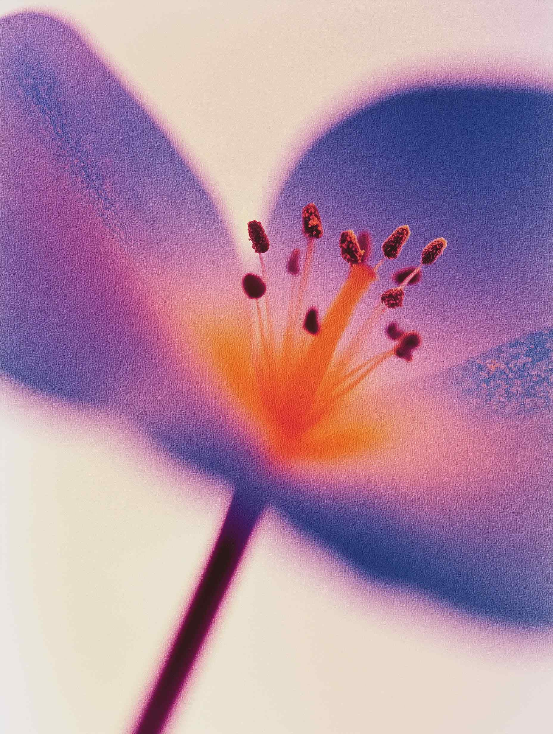 - Vibrant orange and purple flower center