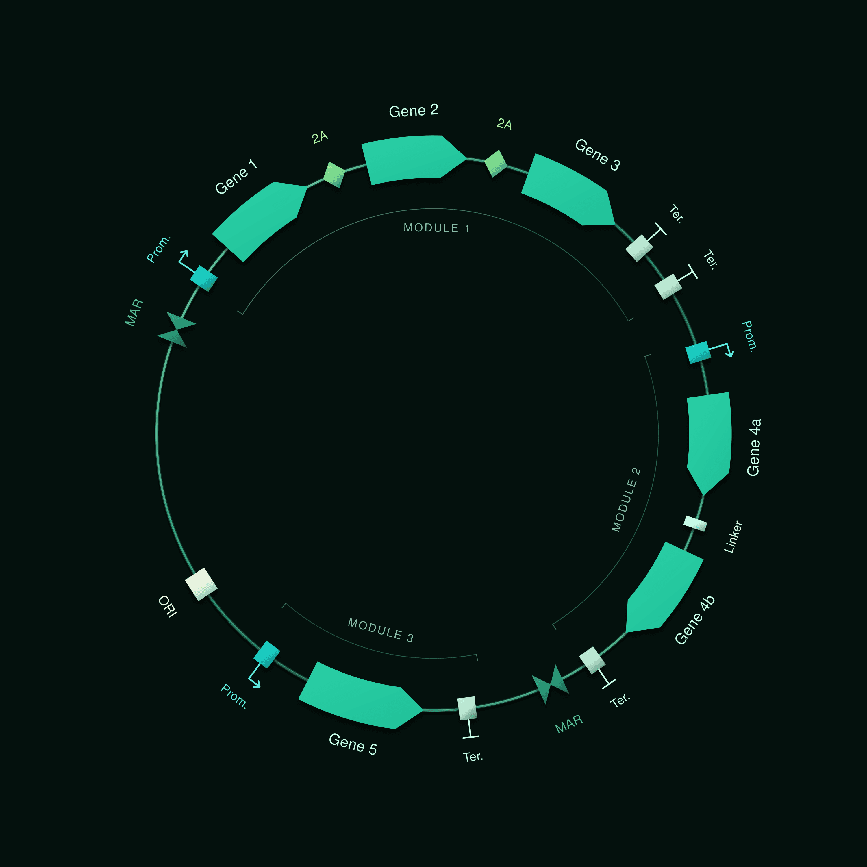 Circular plasmid map combining genes and regulatory elements into three modules