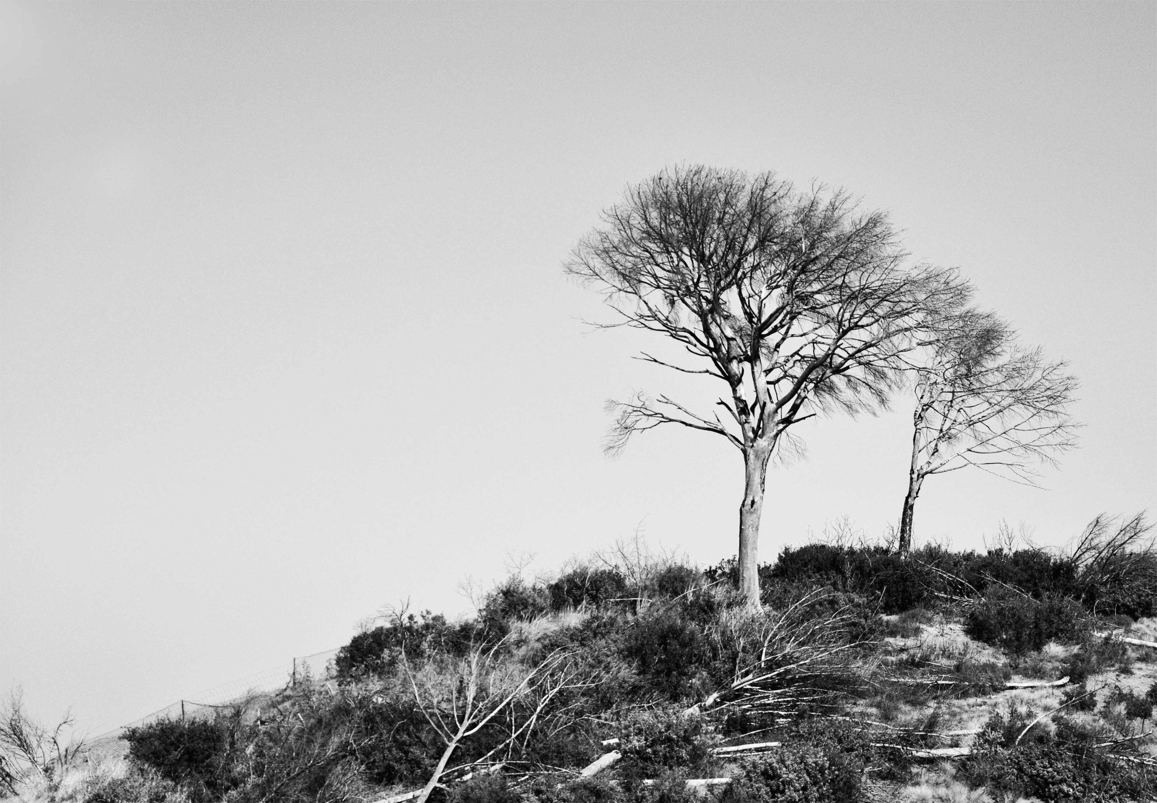 a black and white photo of a tree on a hill