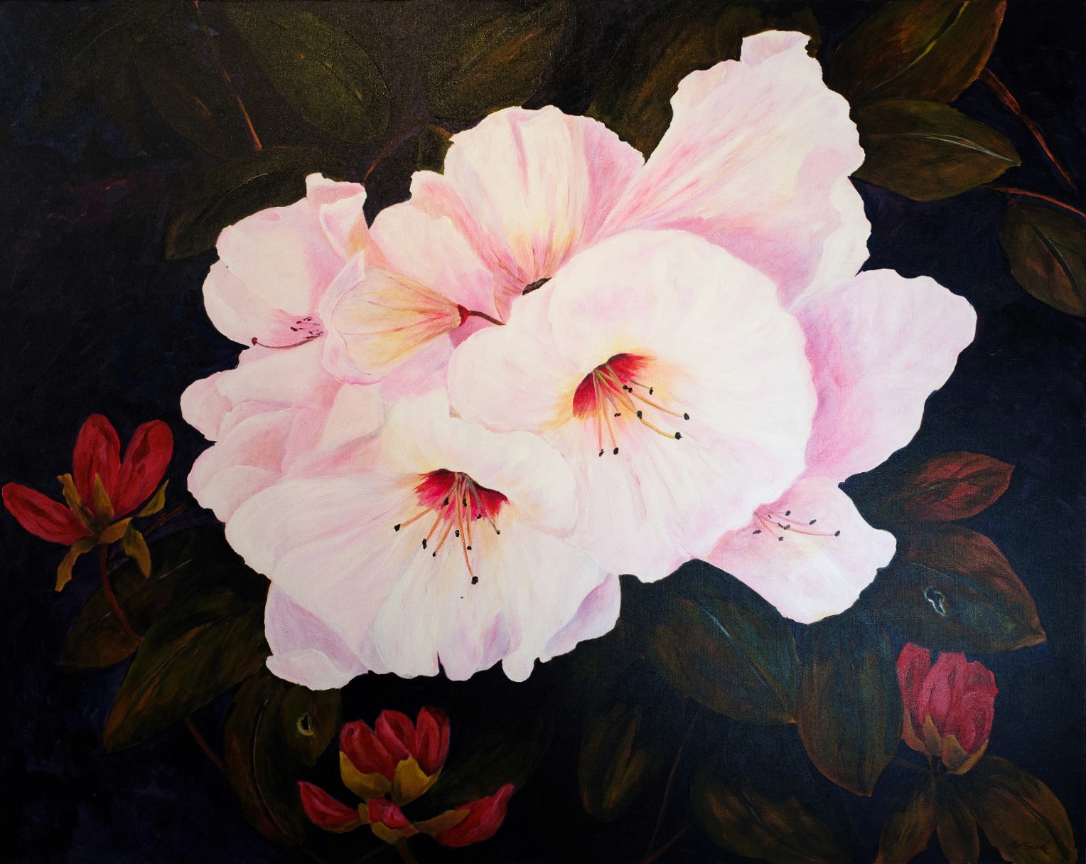 Beautiful rhododendron flowers illustrate their prominence with their pale pink leaves, popping in contrast with the dark background.