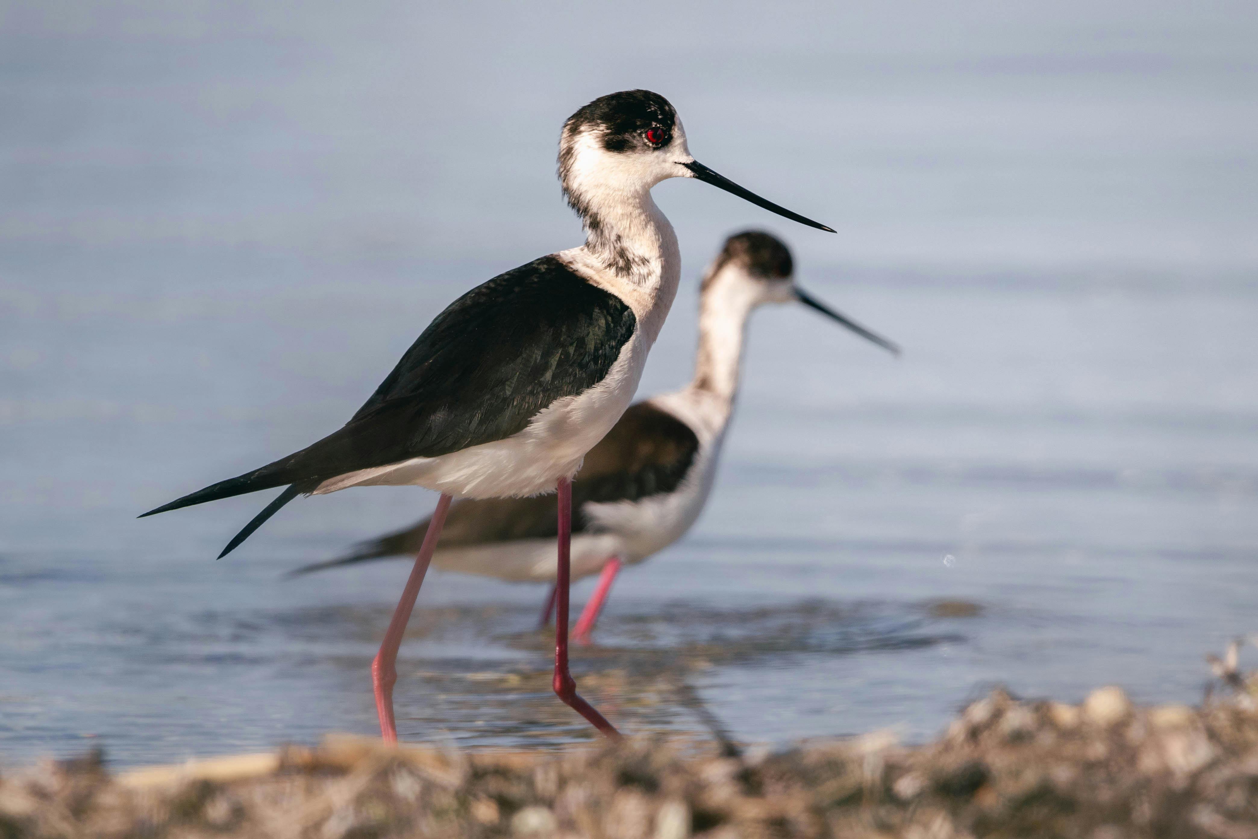 Wildlife You Might See on Oahu’s North Shore This Summer