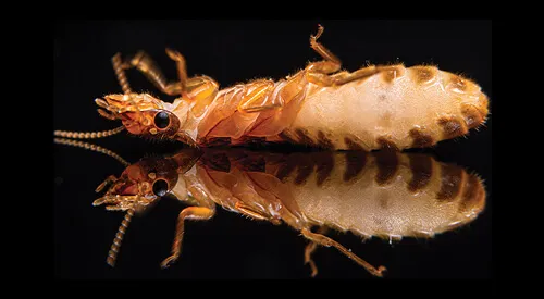 Termite on its back with reflection