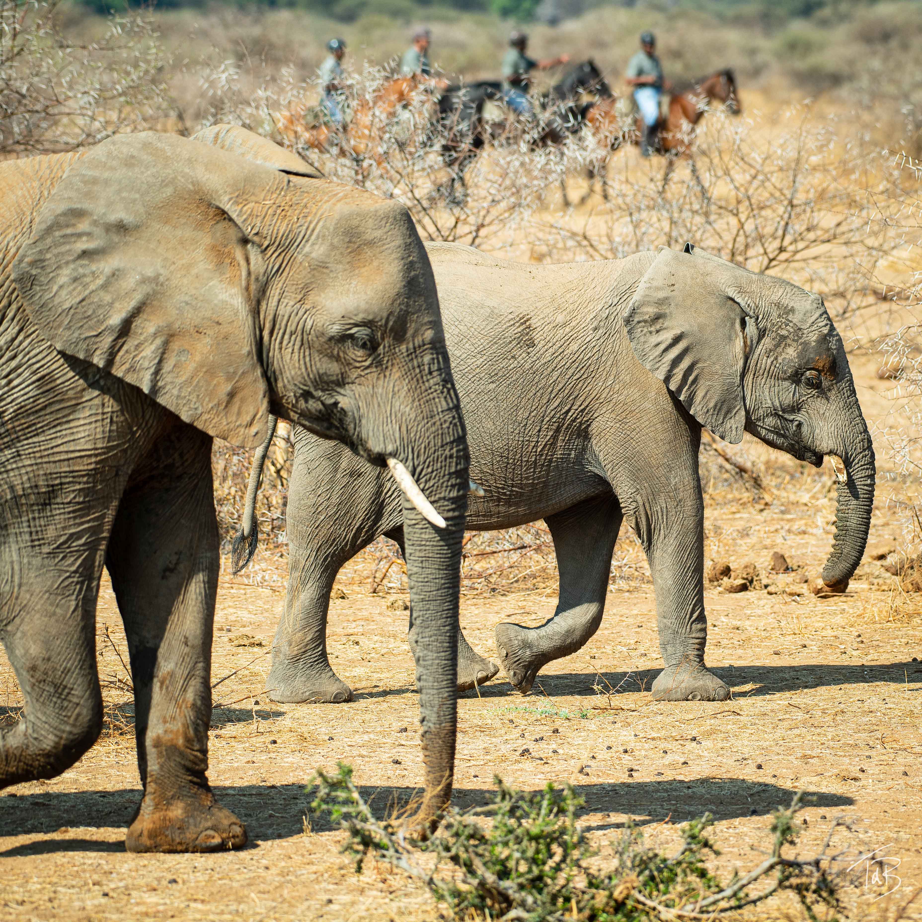 African Explorer, Botswana. En flock elefanter korsar savannen framför ryttare till häst – ett av många magiska möten under en ridresa i Afrika.