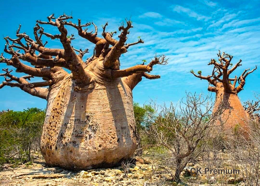 bandaskovitý baobab