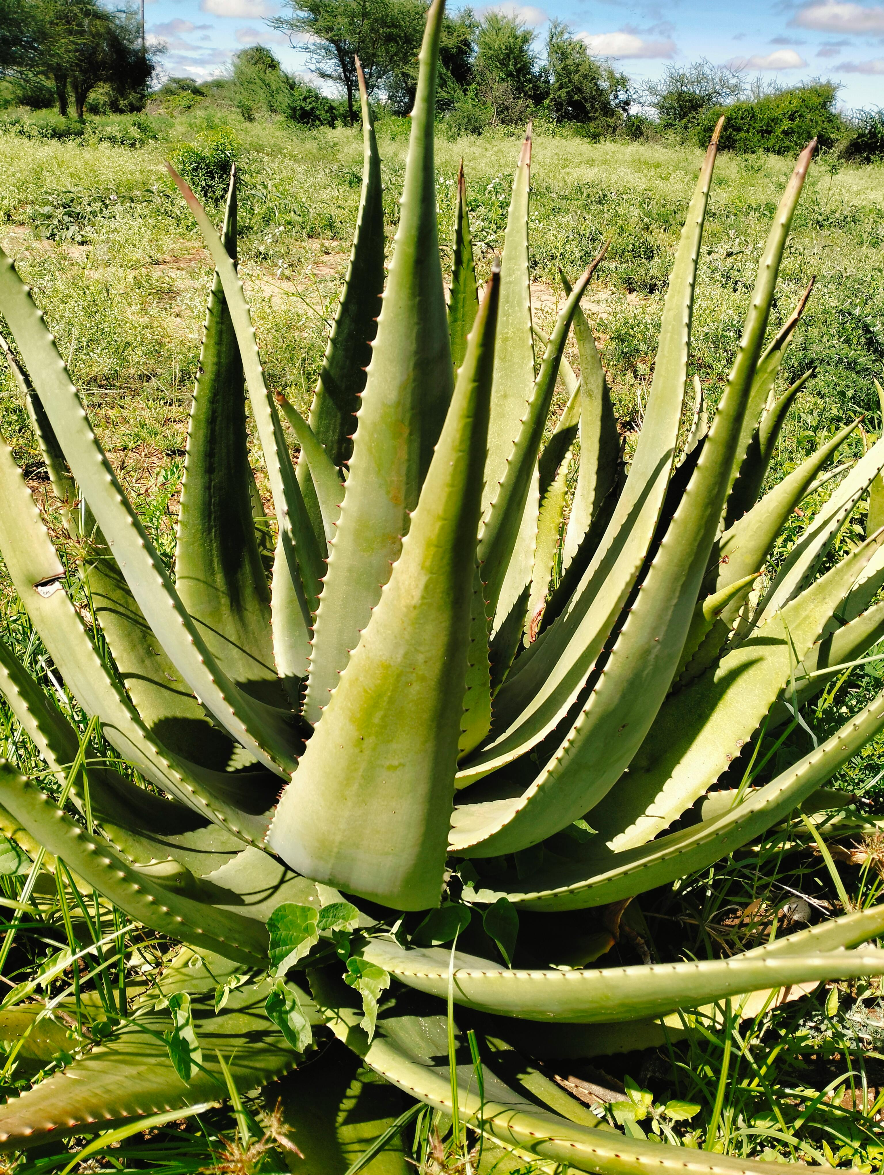 Biljka aloe vera u prirodnom okruženju, krupni plan zelenih mesnatih listova