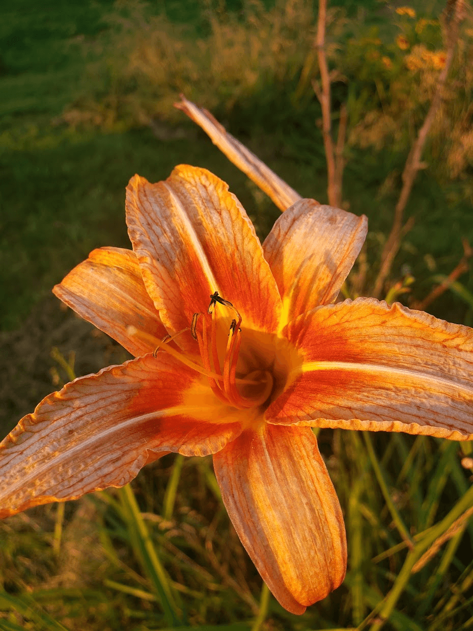 orange daylily