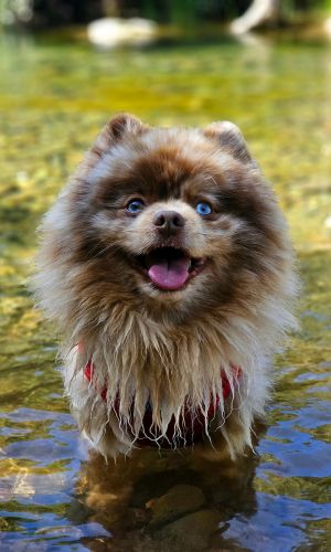 Cockey the pomeranian