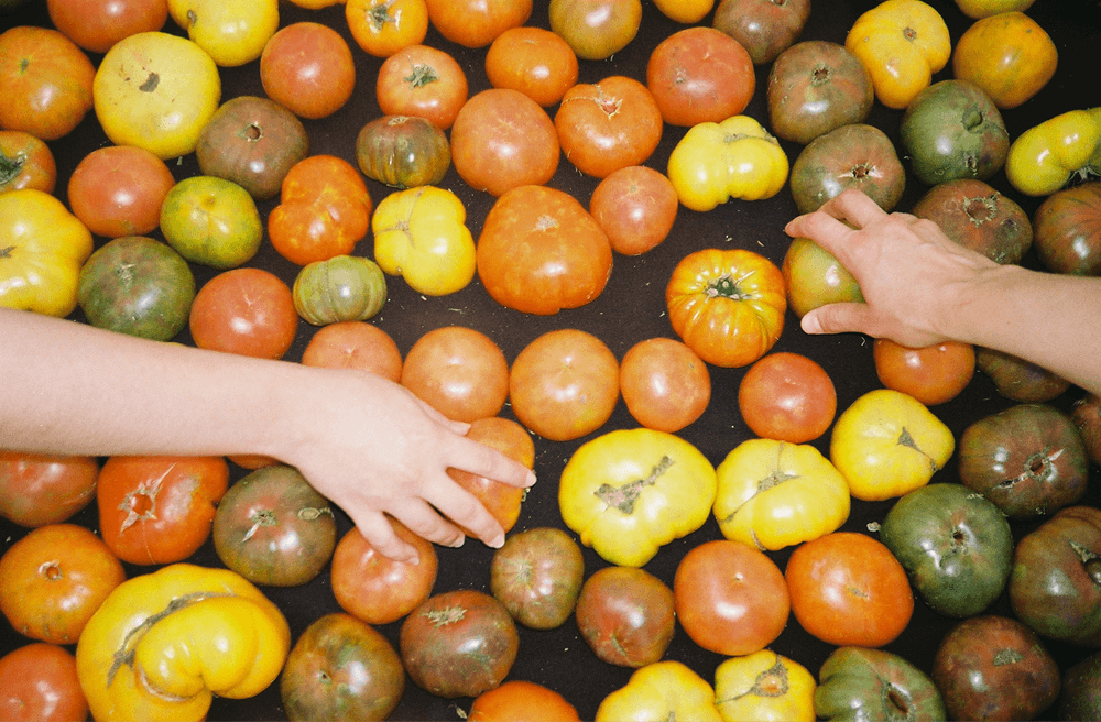 two hands reaching for heirloom tomatoes 