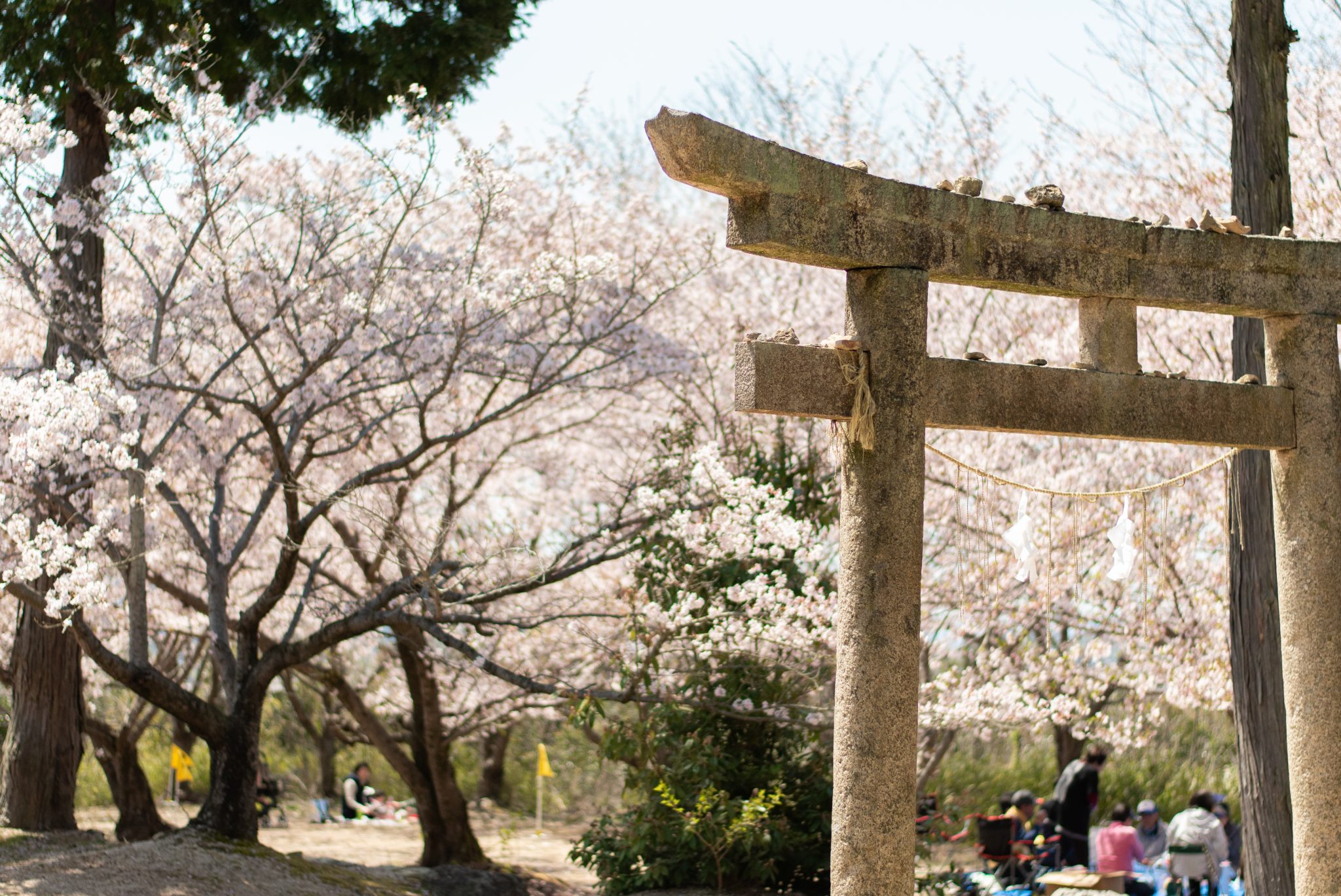 Cherry blossoms in the background in full bloom with a stone torii gate at the front