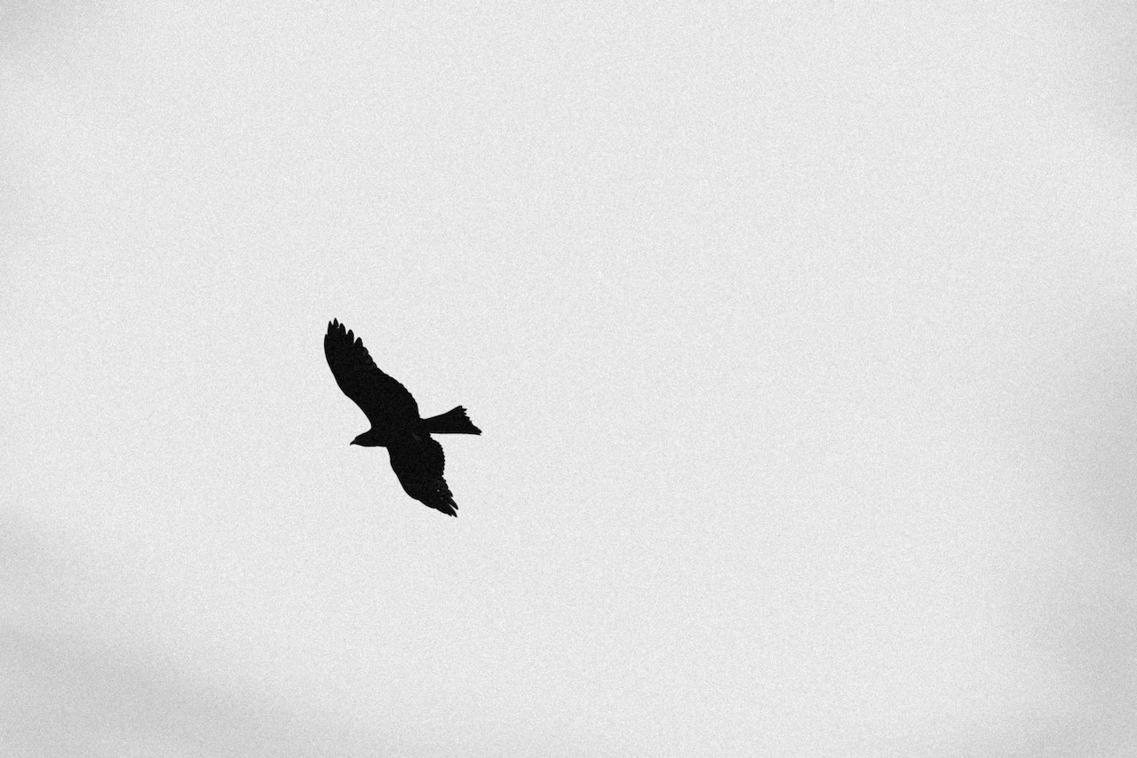 an eagle is flying in the sky