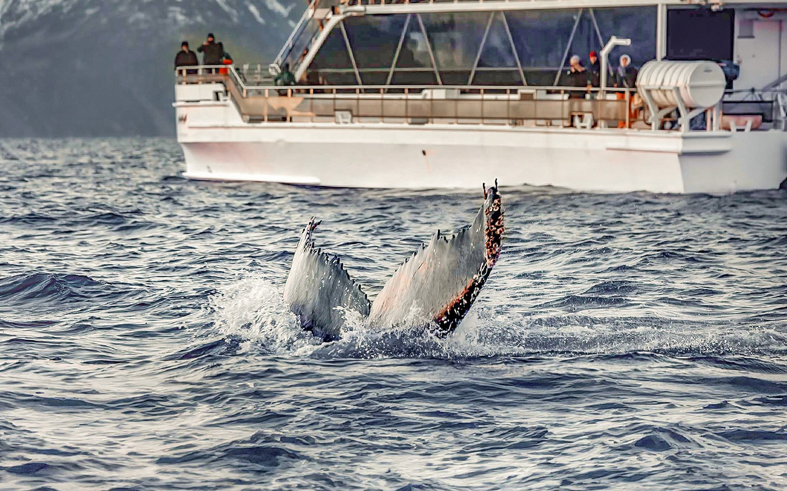 Китовий хвіст біля човна на круїзі арктичним фіордом з Тромсе.