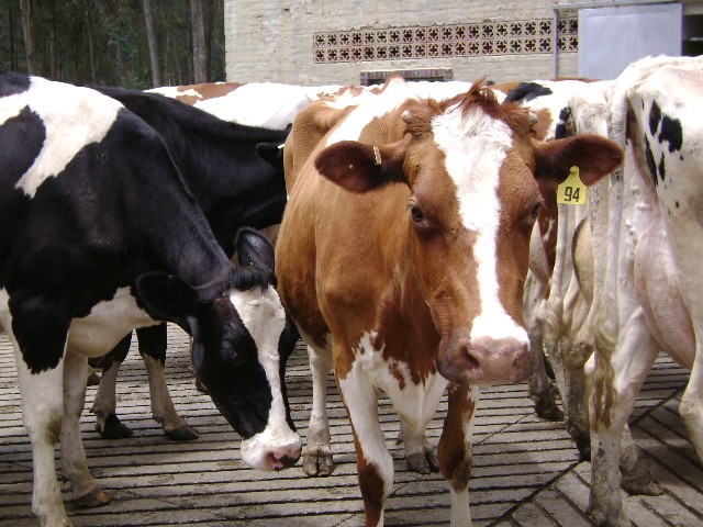 Fiebre candela en bovinos