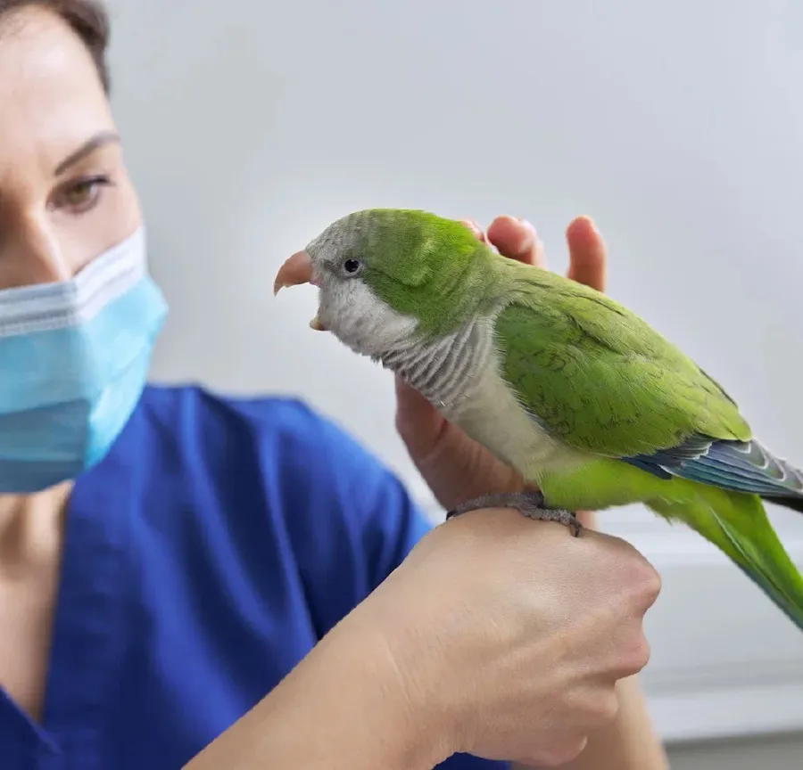 A veterinary surgeon prepares a dog patient for a surgical procedure