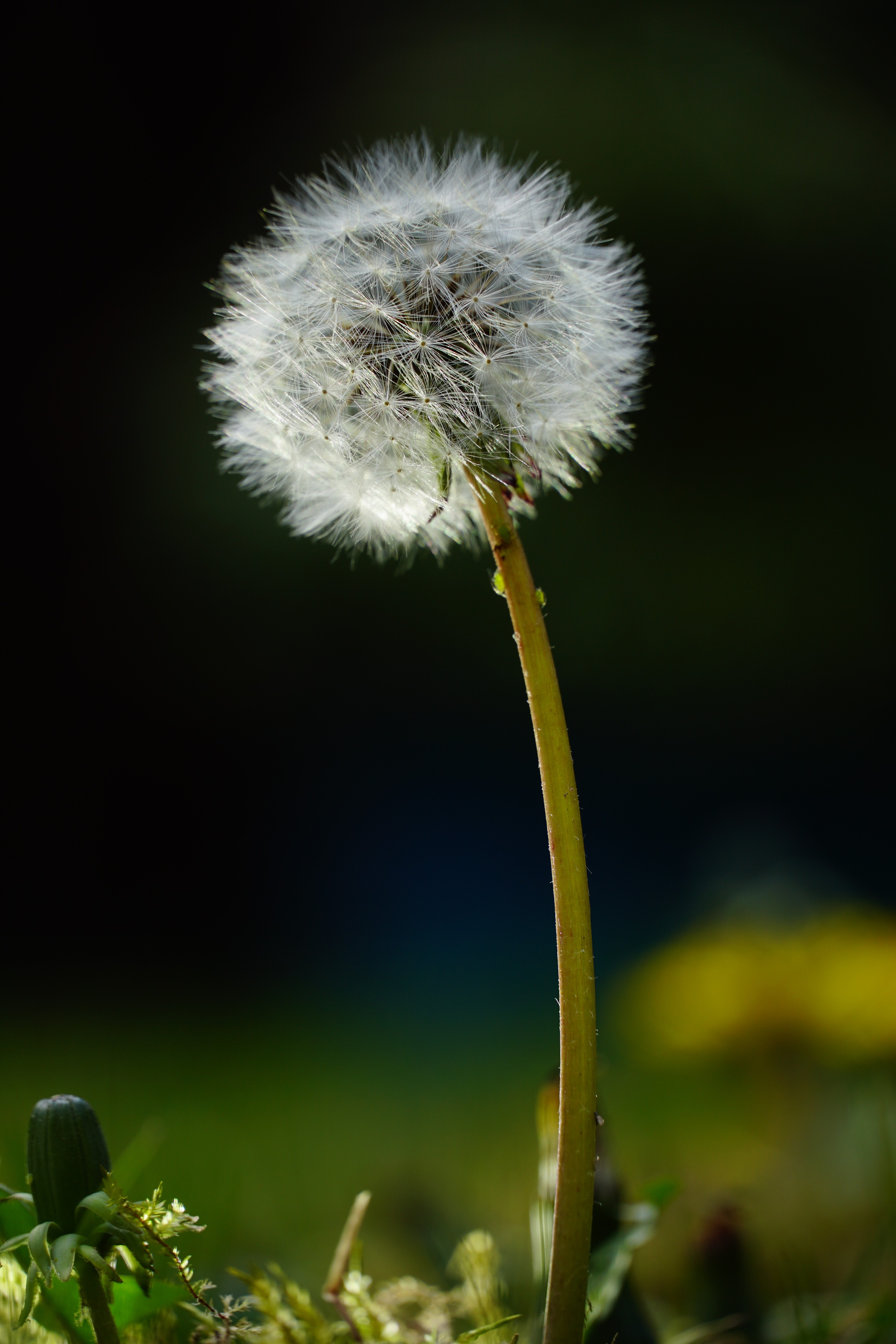Black and white close-up of a dandelion seed head on a dark background.