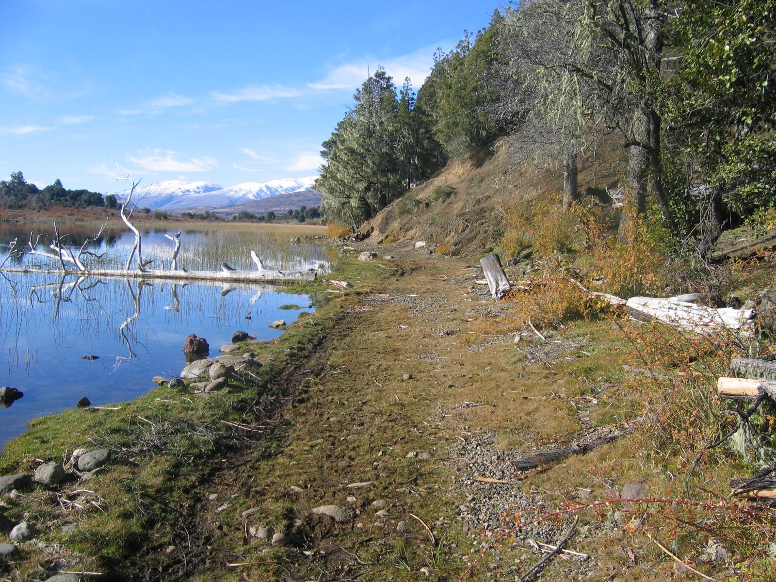 Mature cypress forest on the 32-hectare parcel, Cholila, Patagonia