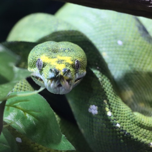 Michin Aquarium Guadalajara