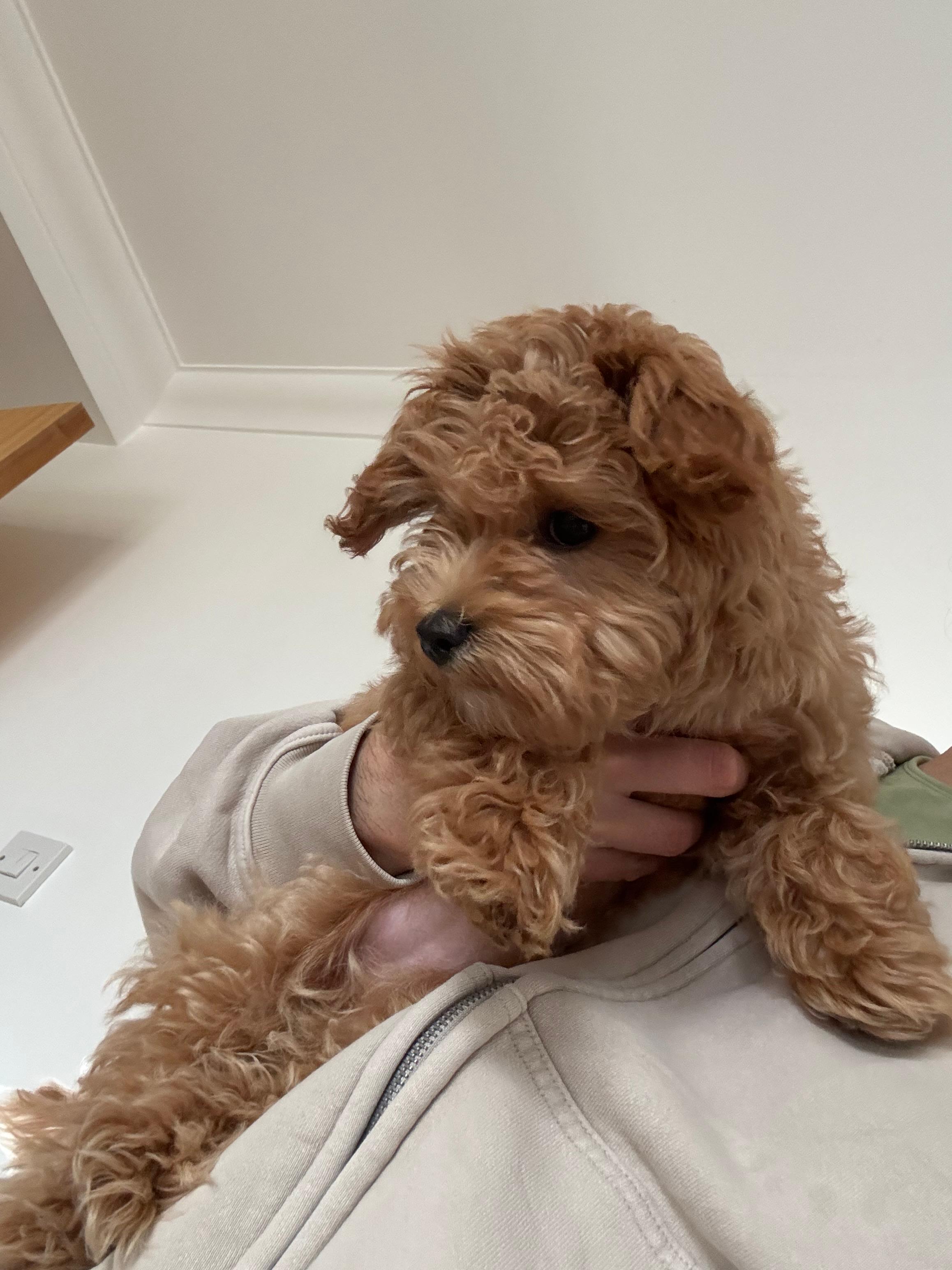 A fluffy brown puppy with curly fur is being gently held by a person wearing a beige hoodie, set against a plain white background indoors.
