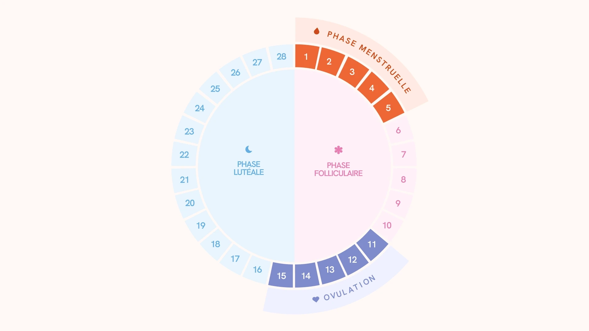 Cycle menstruel règles ovulation phase lutéale folliculaire