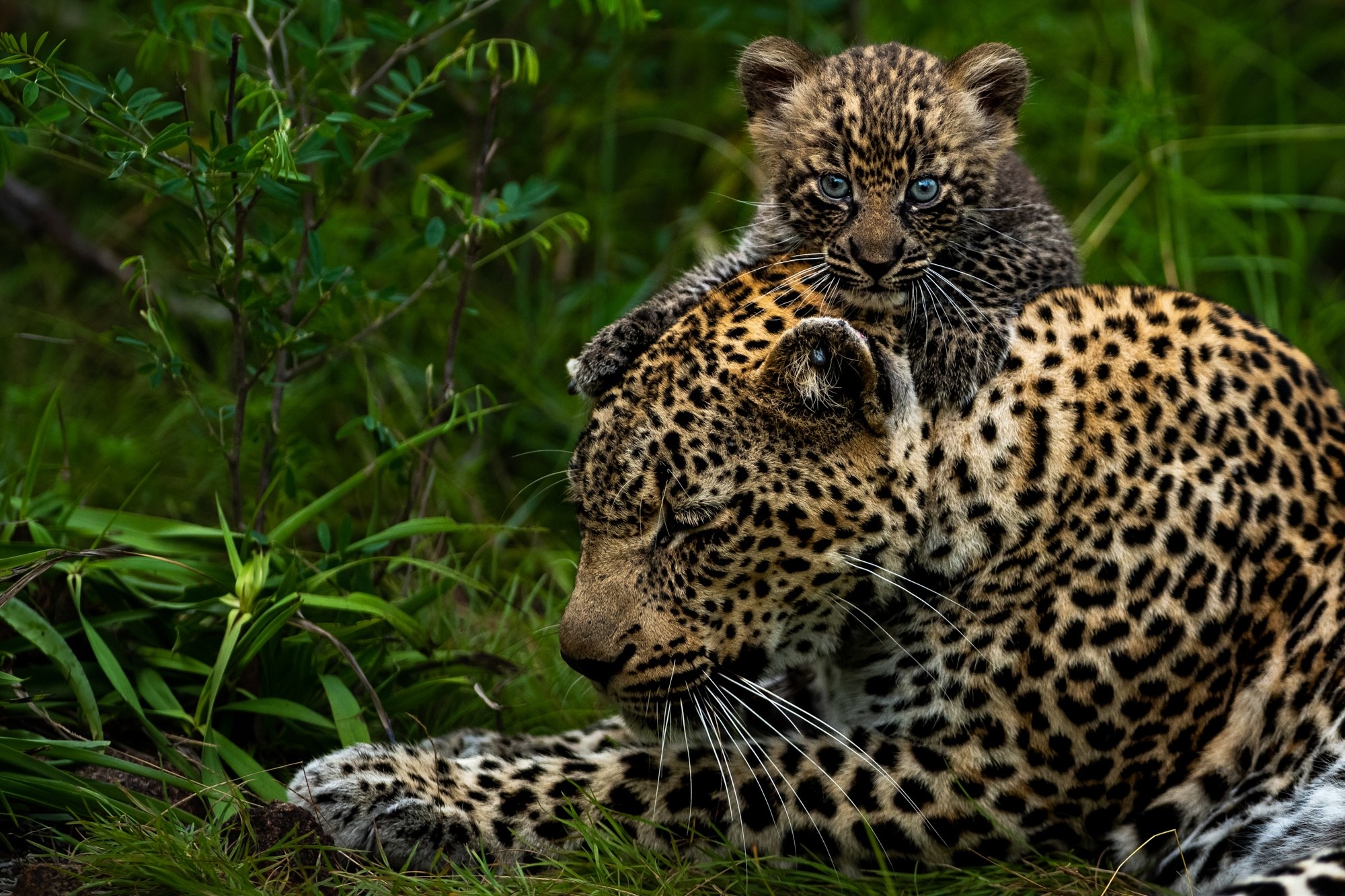 East Africa savannah