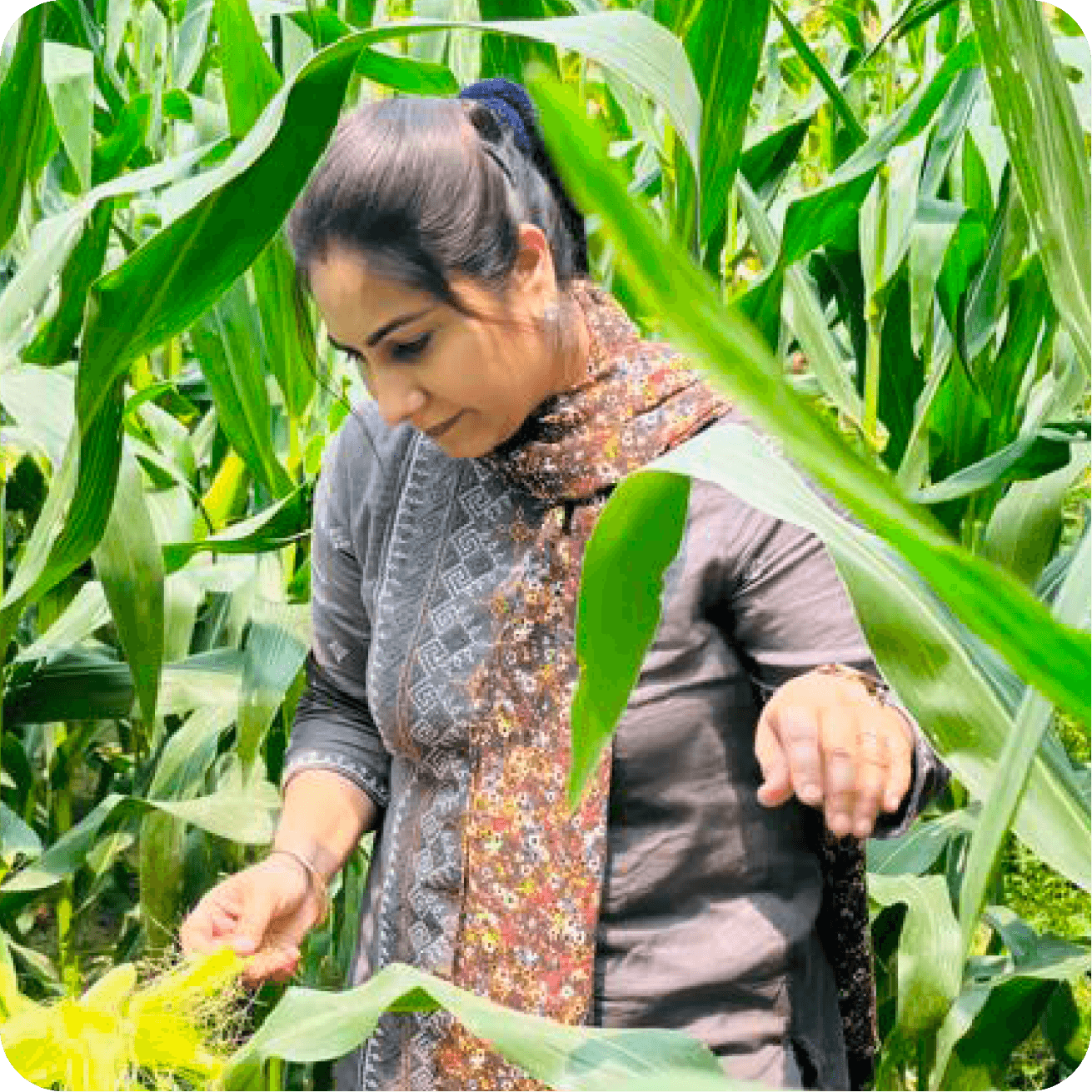 hands covering plants