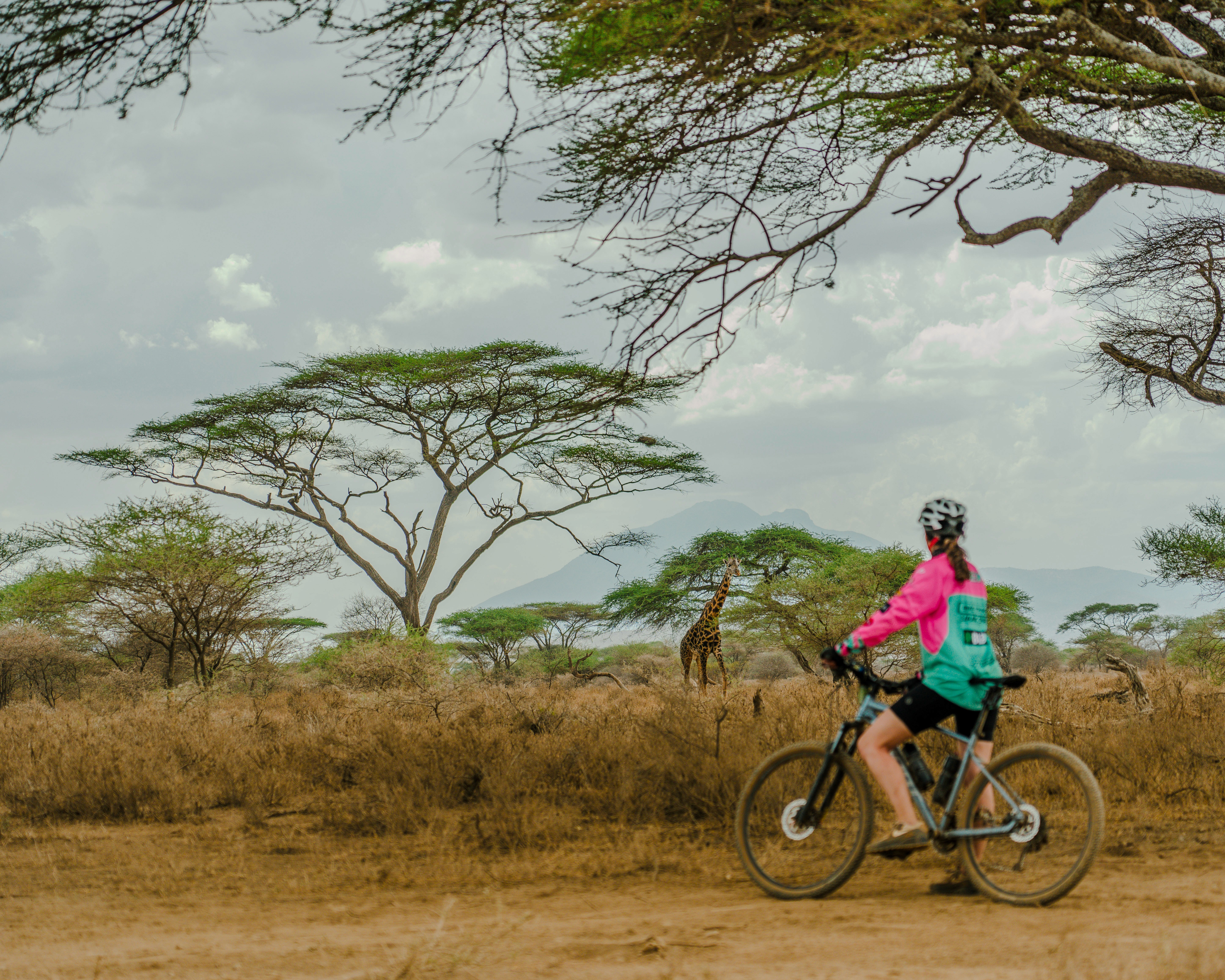 Fietser bij giraffe