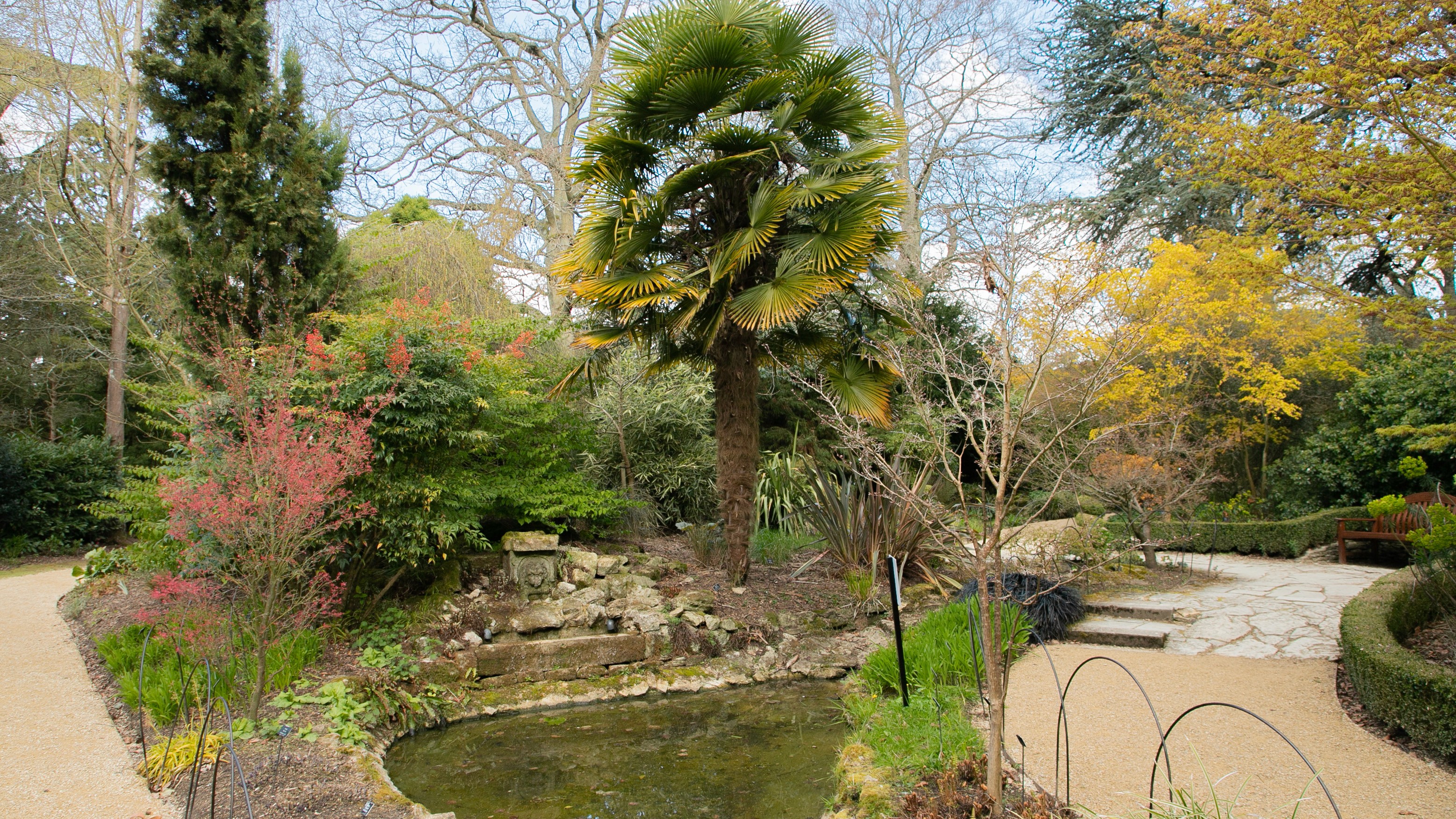 Two classic volkswagen beetles, one green, one cream.