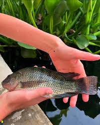 Organically raised Tilapia