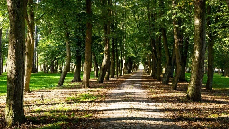 a road in a wooded park