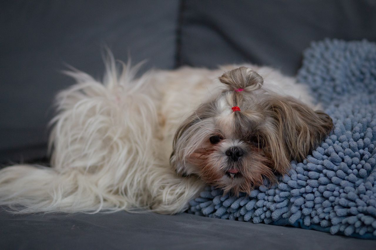 A Shih Tzu is resting on a gray cough and blue pillow.