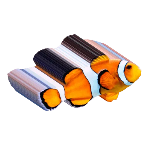 illustration orange fish