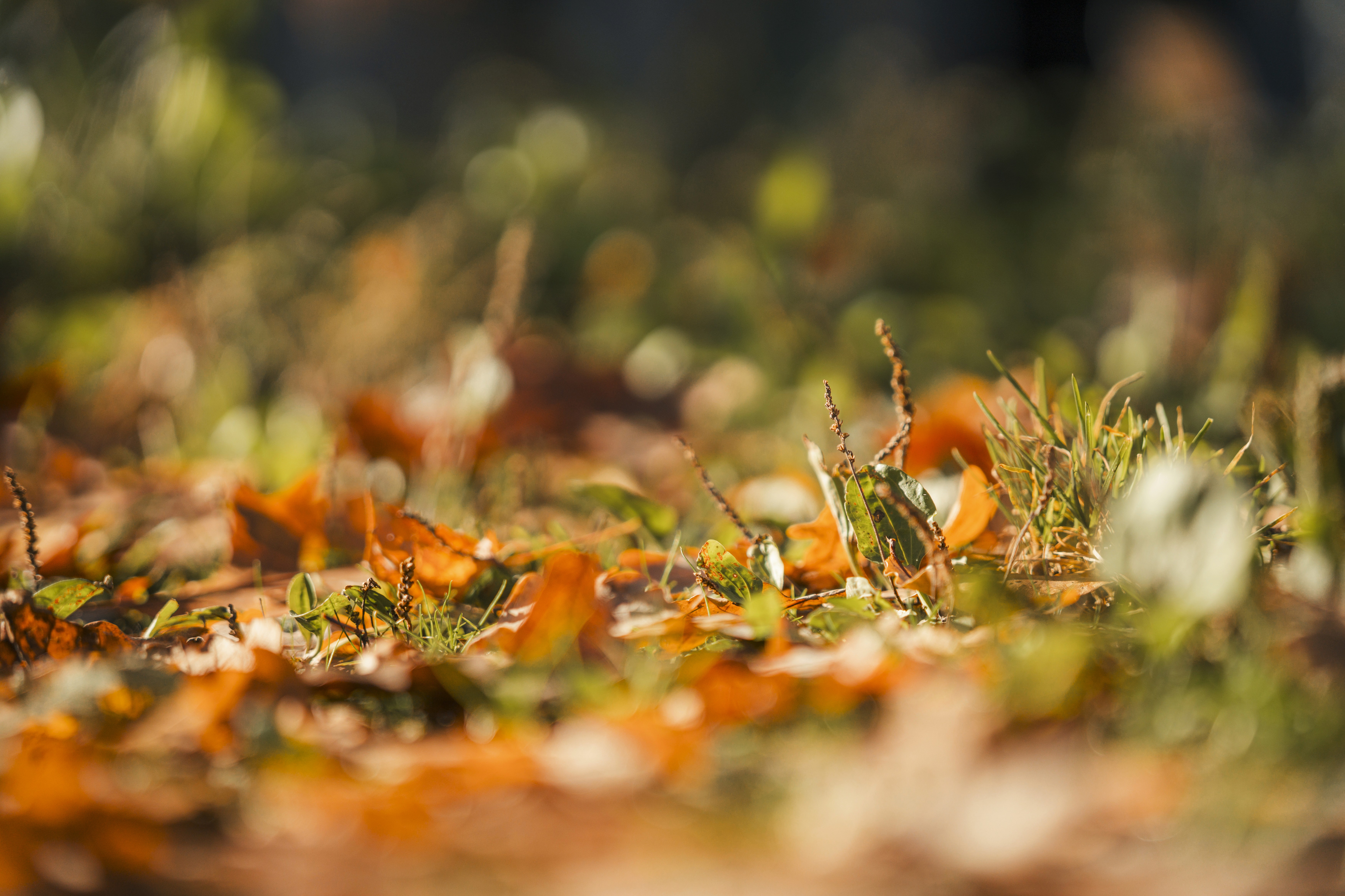 A close-up of a forest floor covered with vibrant orange mushrooms and greenery. Soft, diffused lighting enhances the scene.