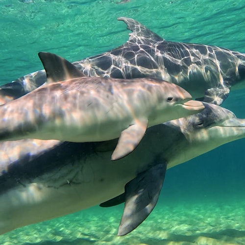 Великолепное поведение диких дельфинов в лучшем виде!