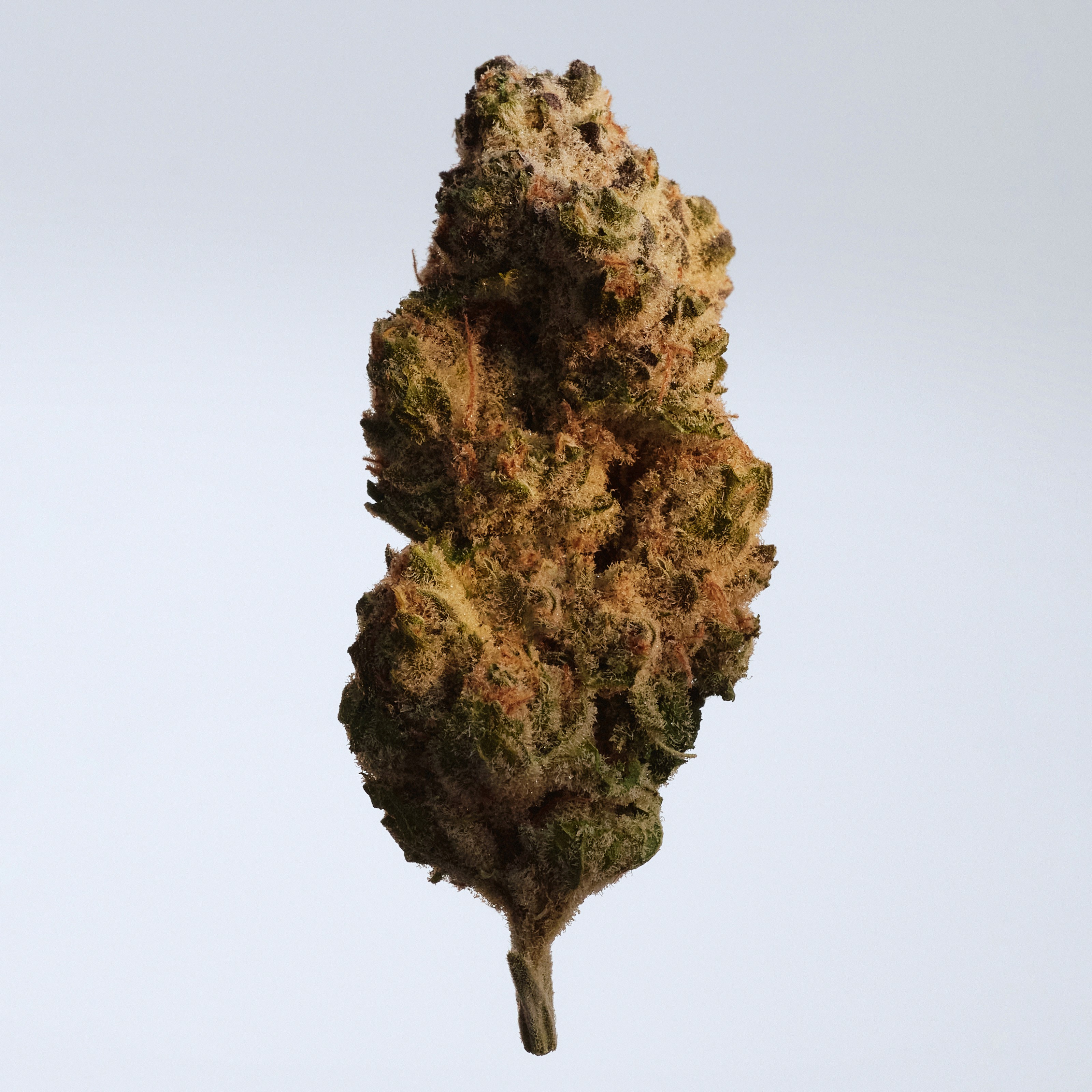 Eine künstlerische Darstellung einer enua Cannabisblüte in orangenem Licht vor einem neutralen Hintergrund.