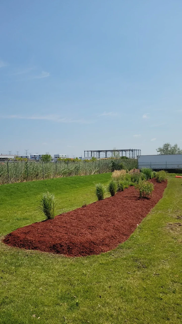 Mulched garden bed with ornamental grasses installed by Falcons Landscaping.