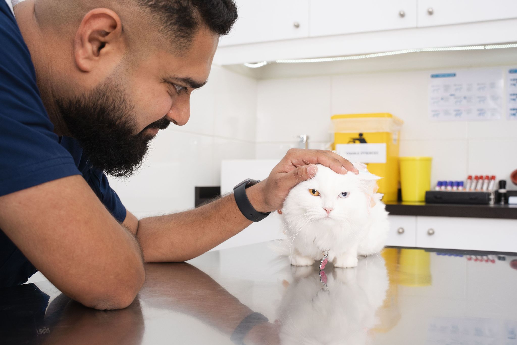 What to Do if Your Cat Keeps Sneezing