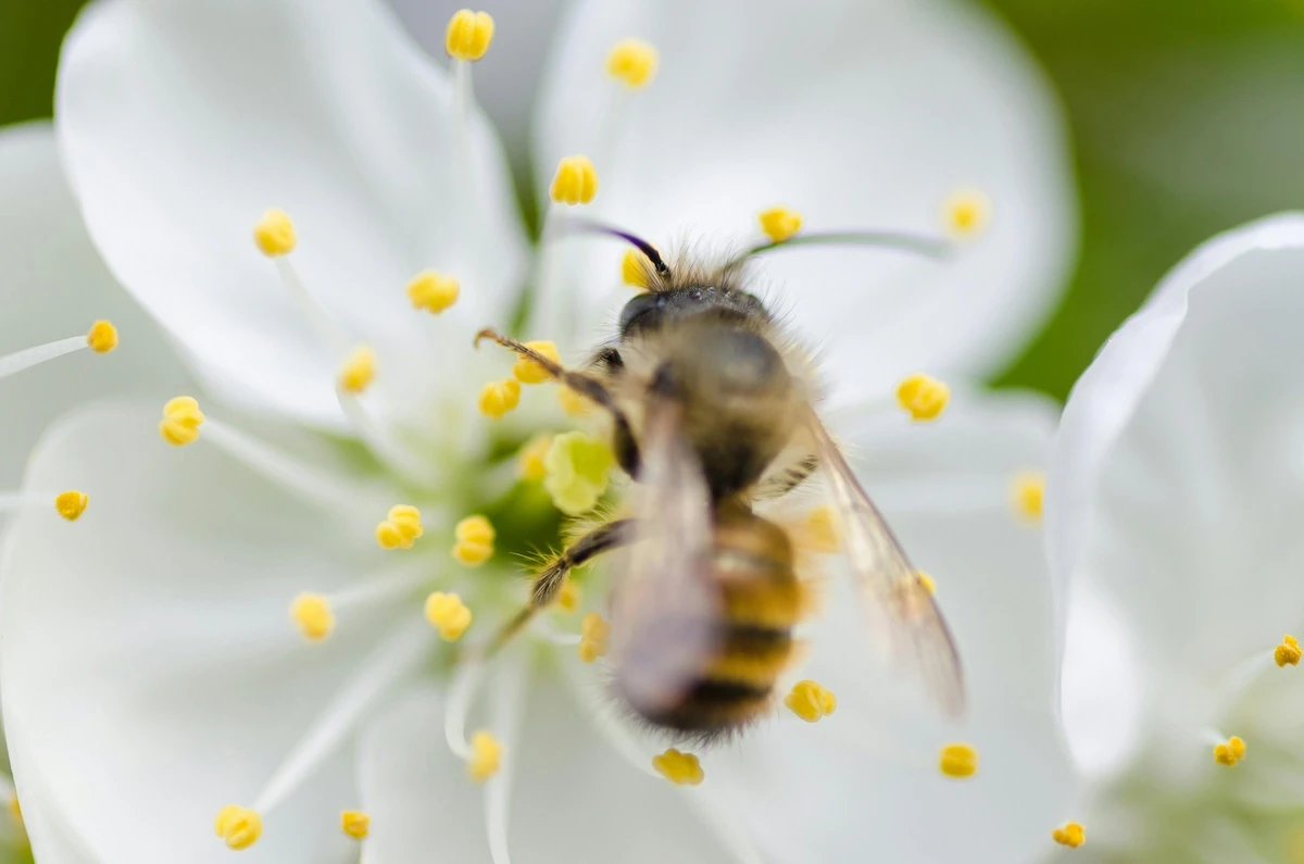 Große Nahaufnahme einer Biene auf einer weißen Blüte – Oronos Projekt zum Schutz der Bienen.