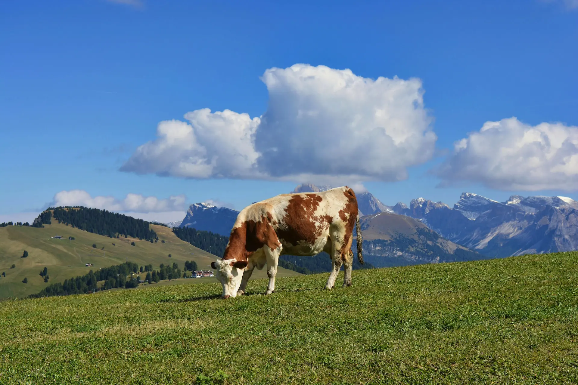 Zdravá hnedo-biela dojnica sa pasie na zelenej pastvine v horách, reprezentujúca kvalitný chov hovädzieho dobytka, pre ktorý Merkanta dodáva špičkové dojacie technológie.