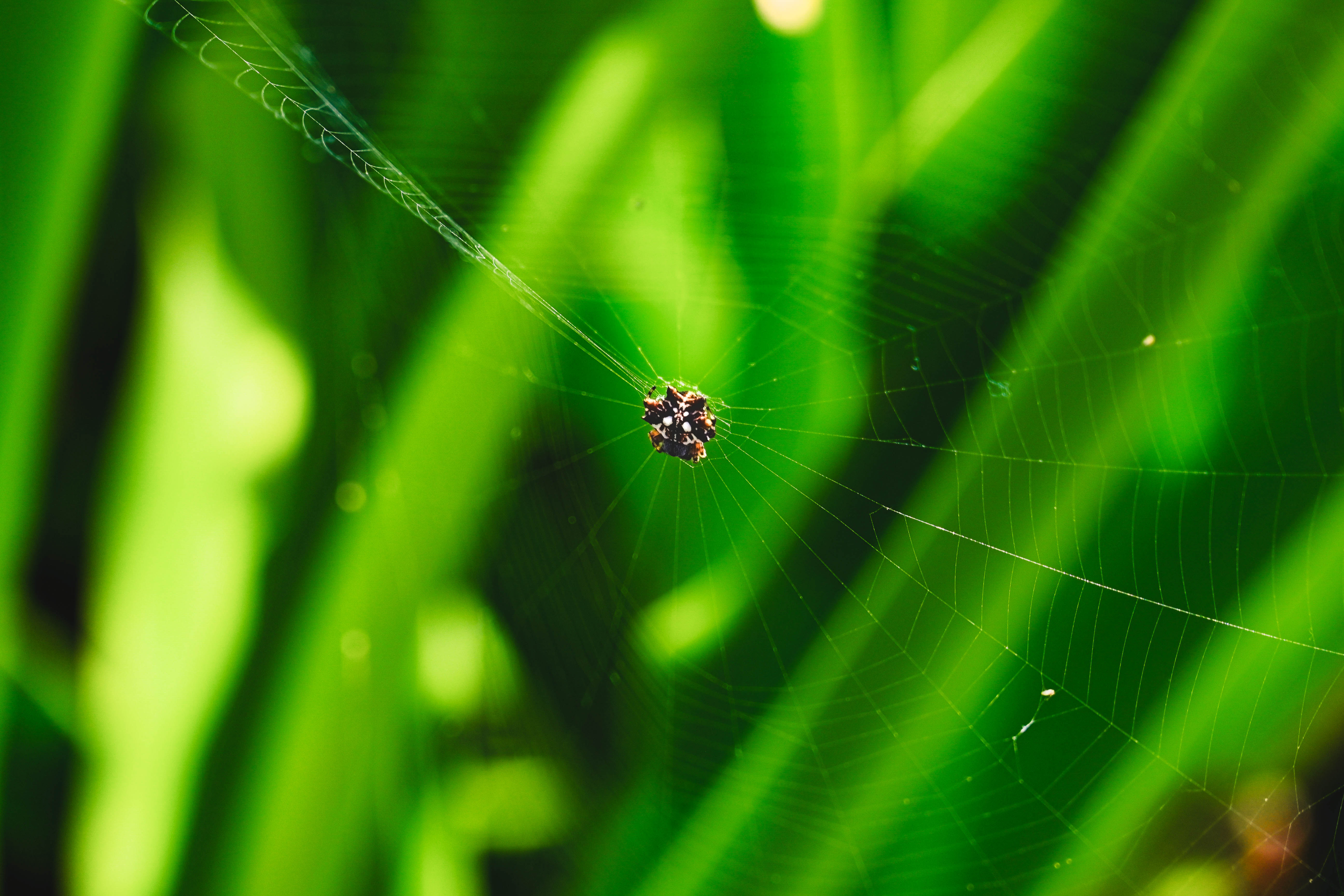 Spider Web Oahu
