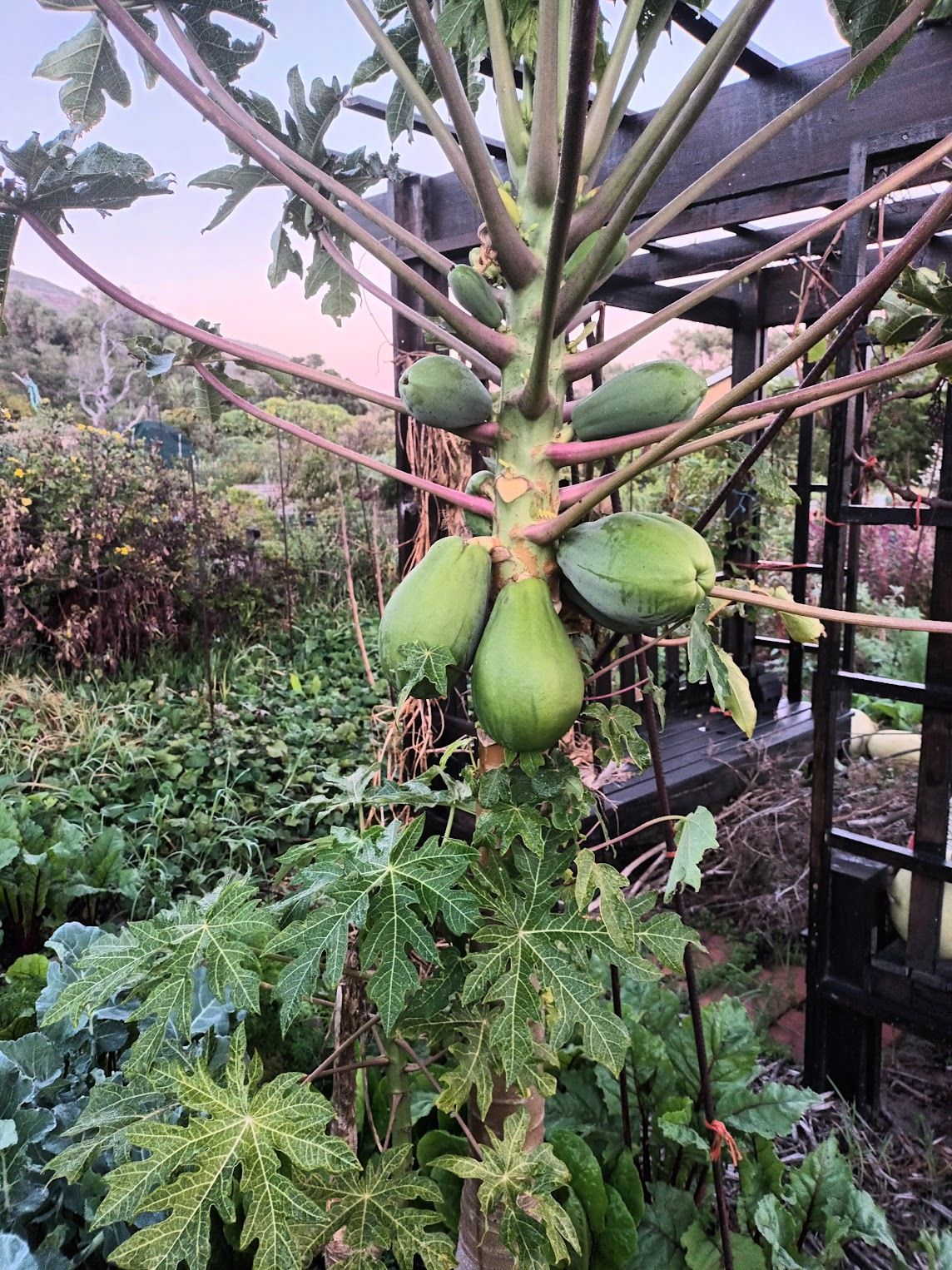 Pawpaw tree